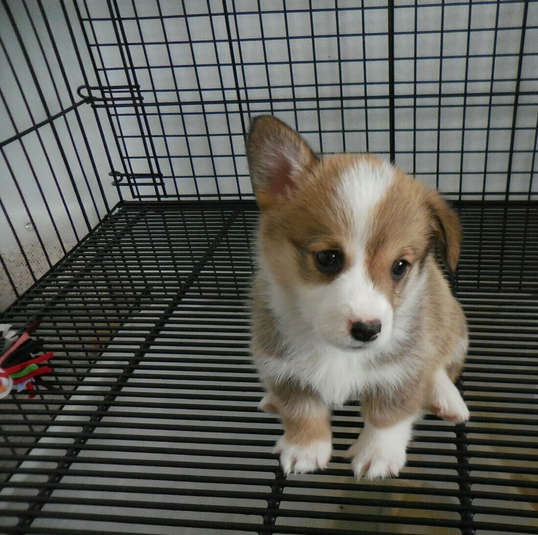 pembroke welsh corgi puppy adorable markings for sale in Cairns