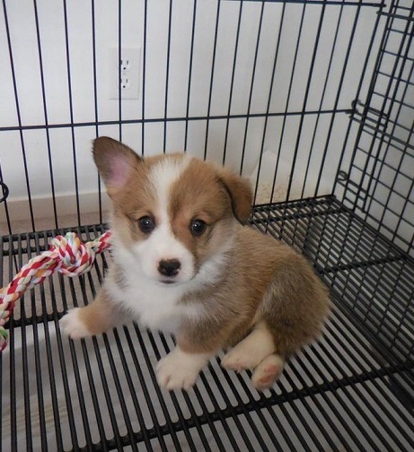 pembroke welsh corgi puppy red and white for sale in Sydney