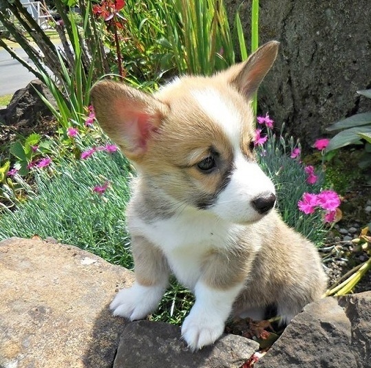 pembroke welsh corgi puppy farm raised for sale in Bendigo