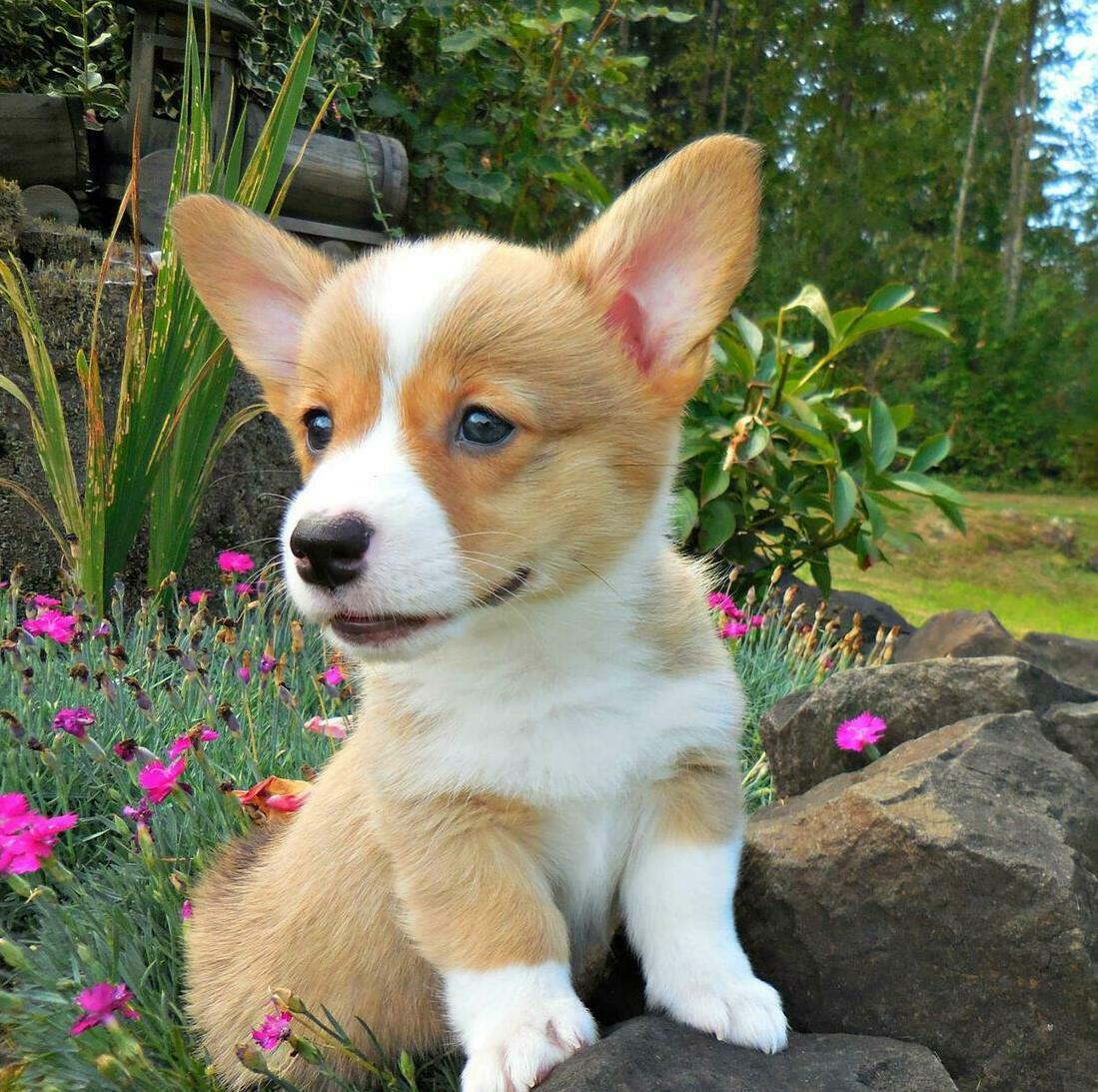 pembroke welsh corgi puppy small and fluffy for sale in Ballarat