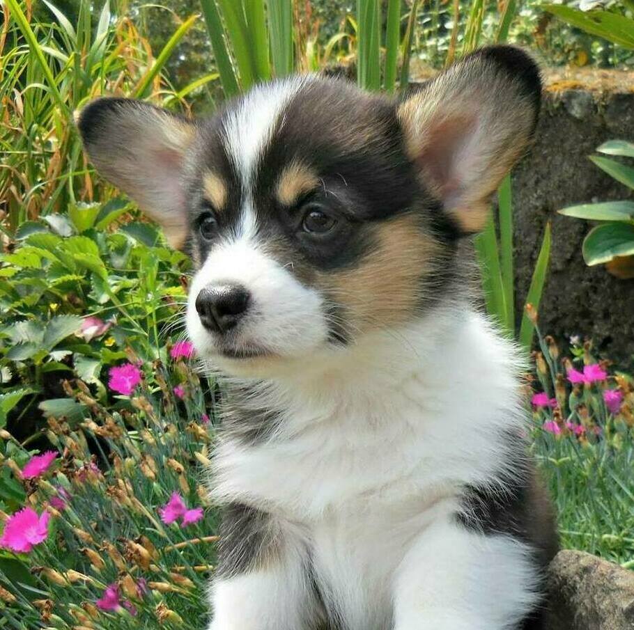 pembroke welsh corgi puppy farm raised for sale in Bendigo
