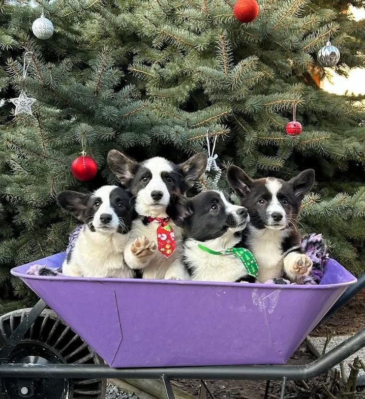 tri colour pembroke welsh corgi puppy healthy for sale in Brisbane