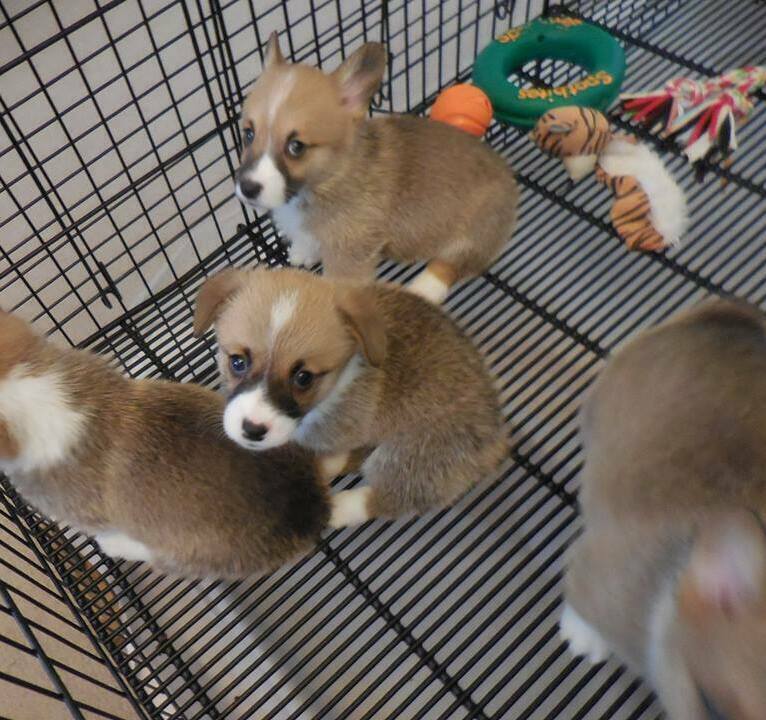 Champion Bloodline Pembroke Welsh Corgi for sale in Perth champion bloodline pembroke welsh corgi for sale in Perth