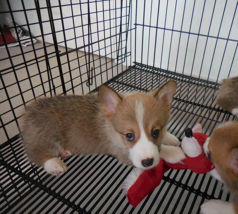 pembroke welsh corgi puppy purebred quality for sale in Wellington