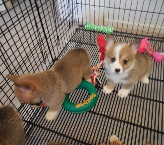pembroke welsh corgi puppy well socialised for sale in Gold Coast