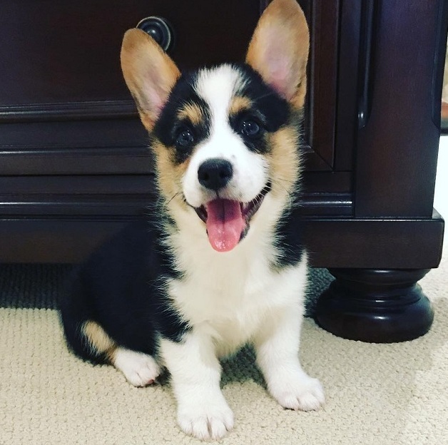 pembroke welsh corgi puppy playful nature for sale in Townsville