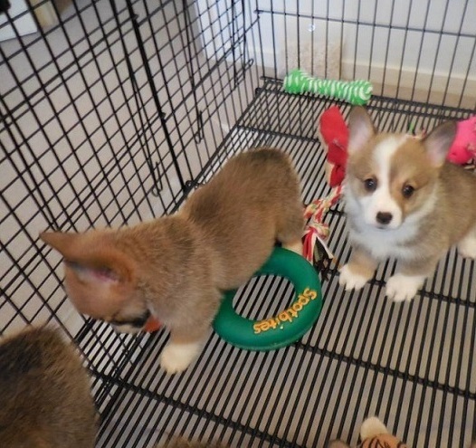 Pembroke Welsh Corgi Puppies for Sale in Australia pembroke welsh corgi puppy for sale australia