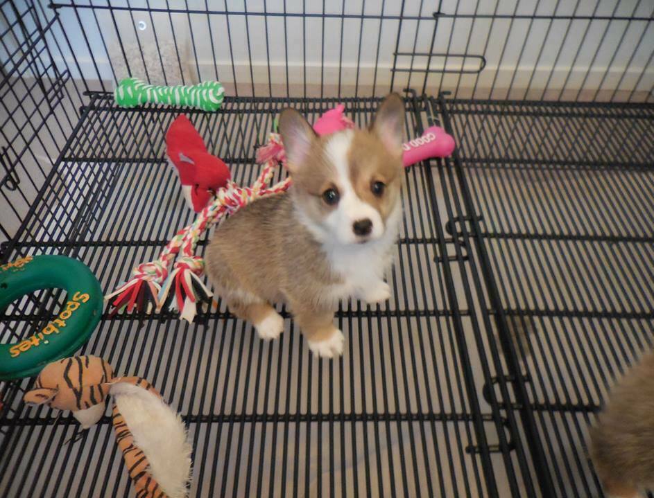 tri colour pembroke welsh corgi puppy healthy for sale in Brisbane