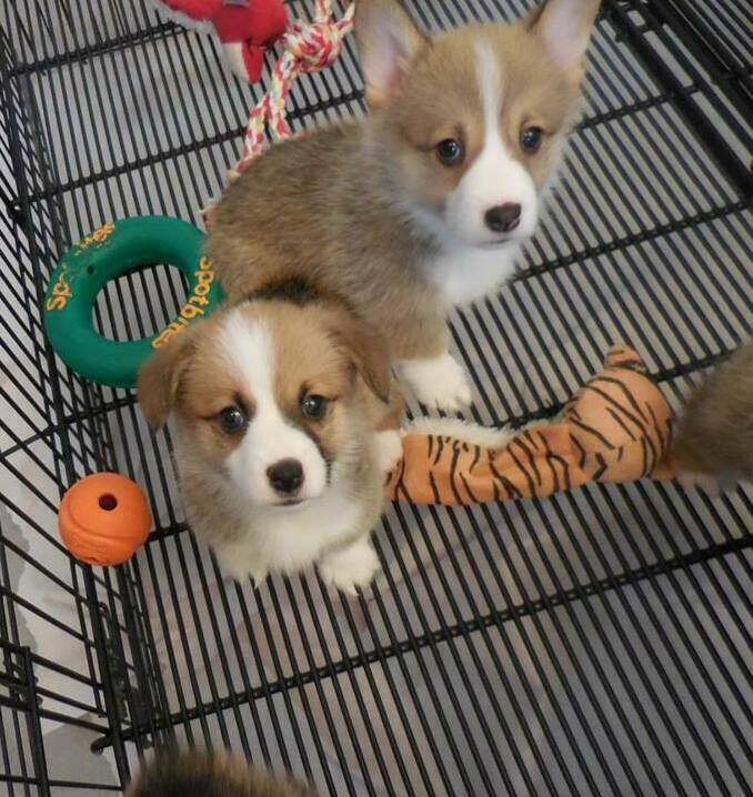 pembroke welsh corgi puppy short legs for sale in Adelaide