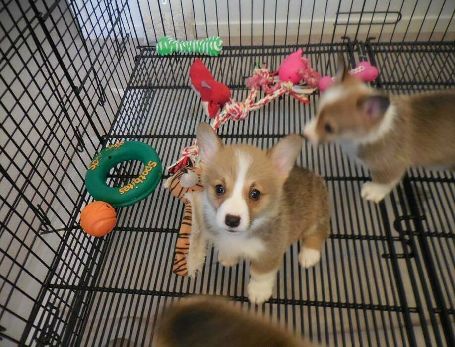 fluffy pembroke welsh corgi puppy small size for sale in Melbourne