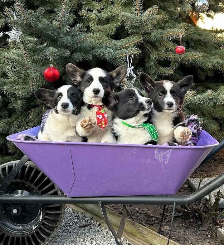 pembroke welsh corgi puppy red and white for sale in Sydney