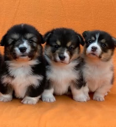 fluffy pembroke welsh corgi puppy small size for sale in Melbourne