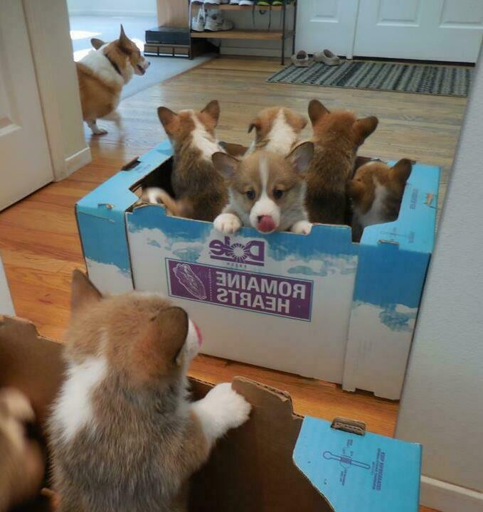 purebred pembroke welsh corgi puppy for sale in Hobart