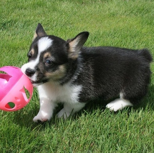 pembroke welsh corgi puppy purebred lineage for sale in Toowoomba