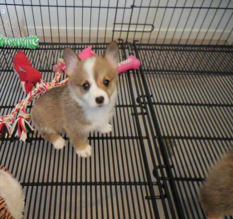 Corgi Puppies Ready for Adoption in Australia & NZ pembroke welsh corgi puppies ready for adoption