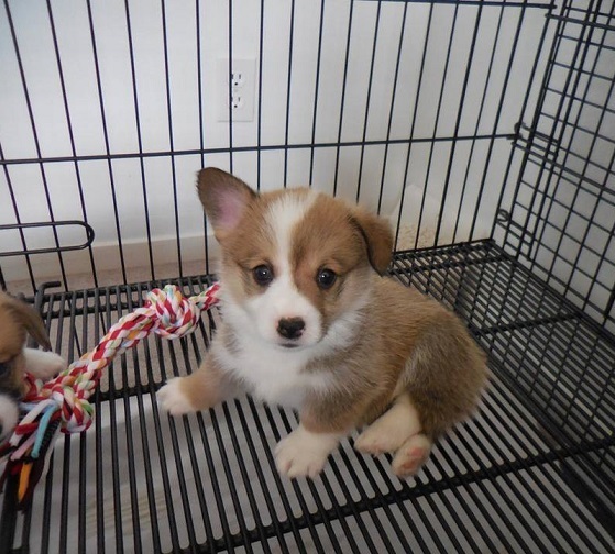 pembroke welsh corgi puppy friendly temperament for sale in Auckland