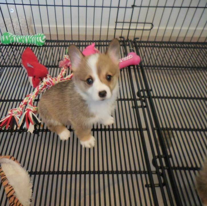 pembroke welsh corgi puppy vaccinated for sale in Newcastle