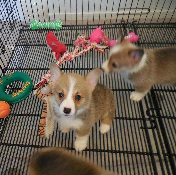 playful pembroke welsh corgi puppy for sale in Canberra