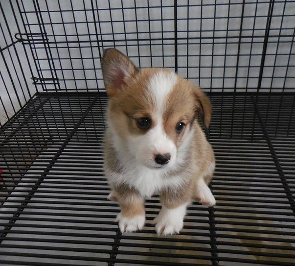 pembroke welsh corgi puppy adorable and fluffy for sale in Christchurch