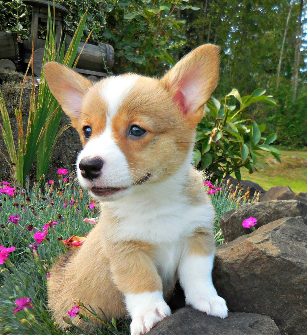 tri colour pembroke welsh corgi puppy healthy for sale in Brisbane