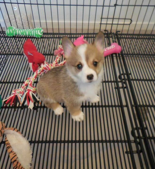 fluffy pembroke welsh corgi puppy small size for sale in Melbourne