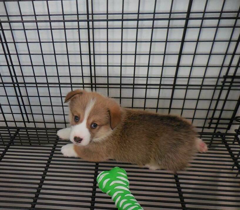 pembroke welsh corgi puppy vaccinated for sale in Newcastle