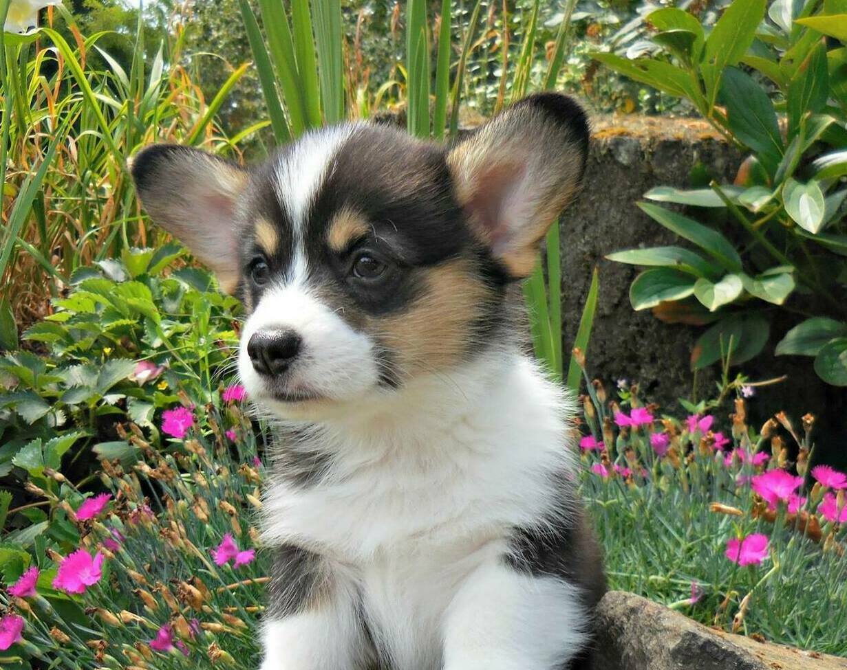 pembroke welsh corgi puppy family raised for sale in Hamilton