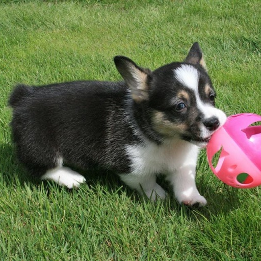 pembroke welsh corgi puppy microchipped for sale in Geelong