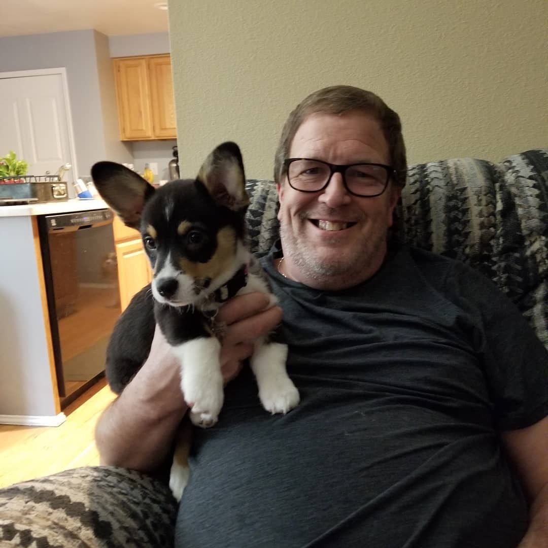 purebred pembroke welsh corgi with trophies for sale in Brisbane