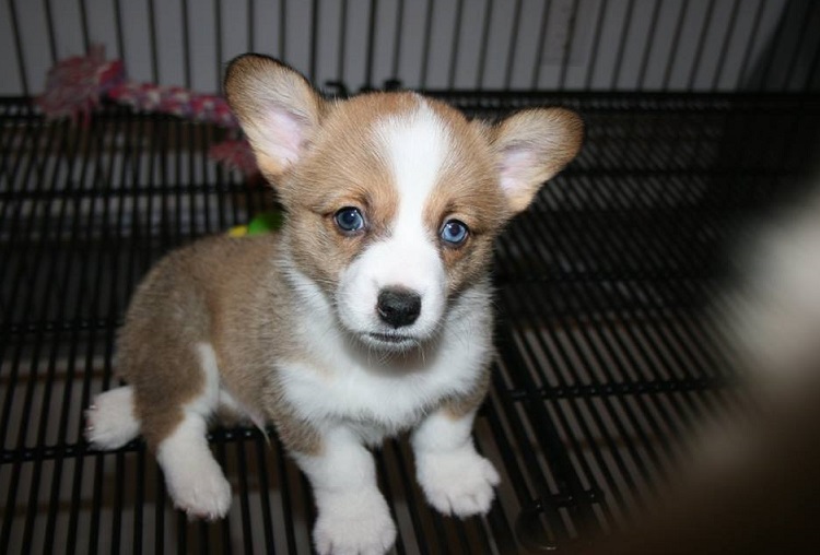pembroke welsh corgi puppy intelligent and alert for sale in Albany