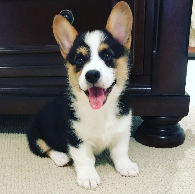 pembroke welsh corgi puppy loving temperament for sale in Pukekohe