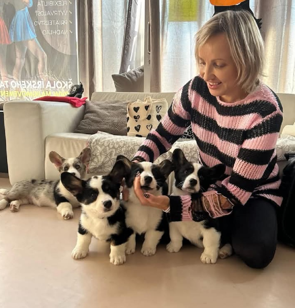 pembroke welsh corgi first place winner for sale in Melbourne