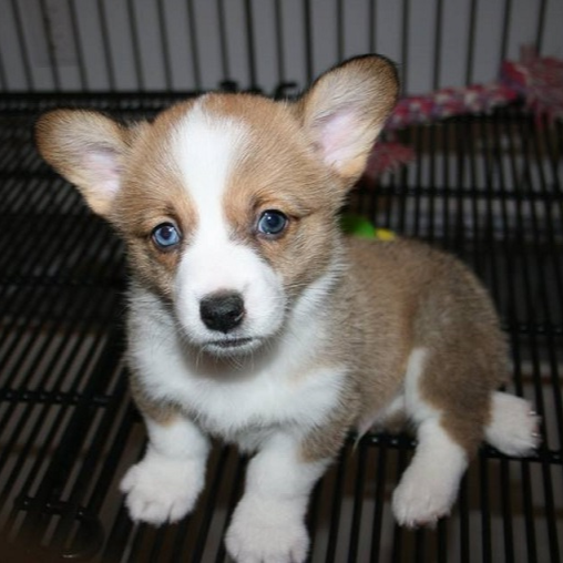 pembroke welsh corgi puppy intelligent and alert for sale in Albany