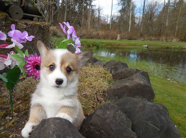 pembroke welsh corgi puppy beautiful tri coat for sale in Kalgoorlie