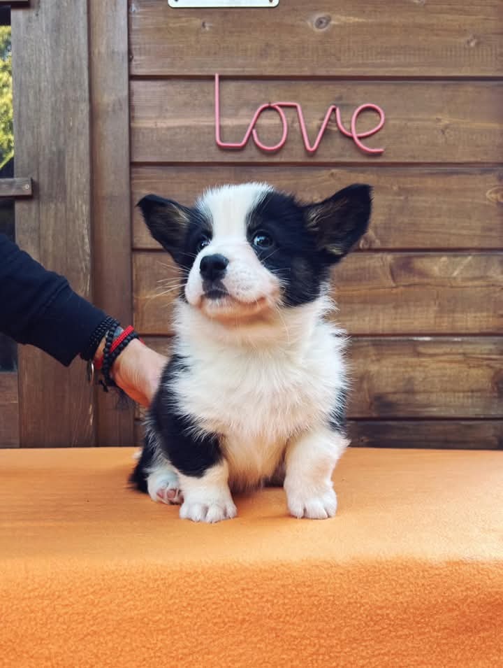 pembroke welsh corgi competition dog for sale in Gold Coast