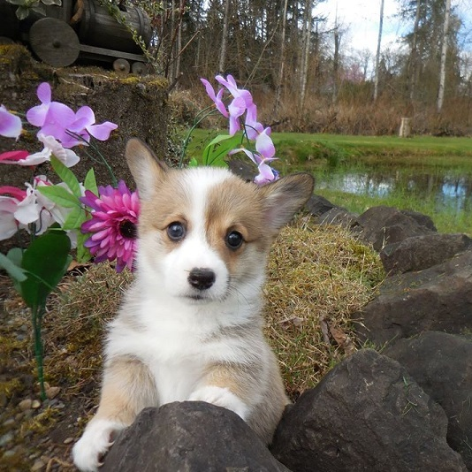purebred pembroke welsh corgi with trophies for sale in Brisbane